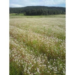 Grano saraceno 'Kora' - 5 kg - 