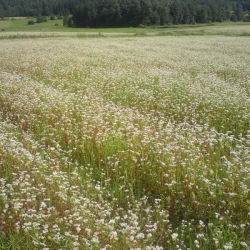 Grano saraceno 'Kora' - 5 kg - 