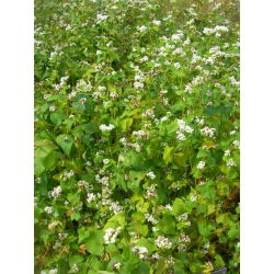 Grano Saraceno 'Panda' - 5 kg - 
