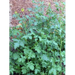 Senape bianca - 0,5 kg - 