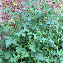 Senape bianca - 0,5 kg - 