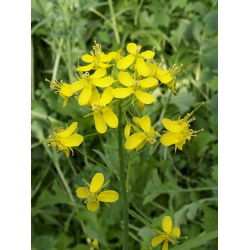 Vintermark sennep - 1 kg - 
