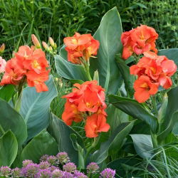 Canna Lilie - Glücklicher Cleo