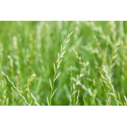 Ryegrass perenne 'Angelina' - 5 kg - 