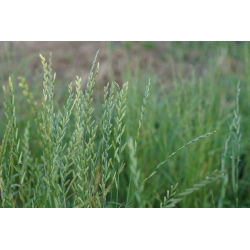 Ryegrass perenne 'Angelina' - 5 kg - 