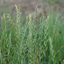 Ryegrass perenne 'Angelina' - 5 kg - 
