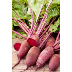 Red beetroot 'Renova' - 500 grams - professional seeds for everyone