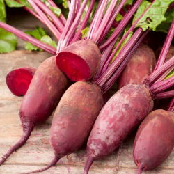 Red beetroot 'Renova' - 500 grams - professional seeds for everyone