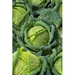 Wirsingkohl 'Blistra F1' - 10 g