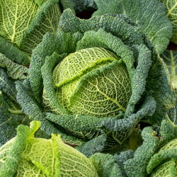 Wirsingkohl 'Blistra F1' - 10 g