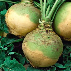 Rutabaga „Kashubian”; suedez, neep, nap suedez - 200 g - 