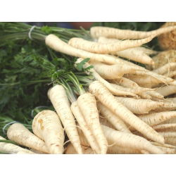 Sakņu pētersīļi - Alba - 50 g - Piemērots svaigam tirgum un uzglabāšanai - Svaigas sēklas