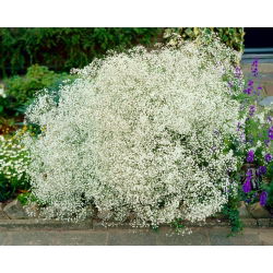 Beli dah bijelog cvijeta - Gypsophila - set korijena
