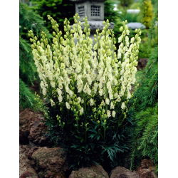 White-flowered monkshood, aconite - Aconitum Album - root set; wolf's-bane, leopard's bane, mousebane, women's bane, devil's helmet, queen of poisons