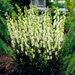 White-flowered monkshood, aconite - Aconitum Album - root set; wolf's-bane, leopard's bane, mousebane, women's bane, devil's helmet, queen of poisons
