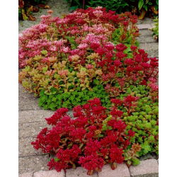 Kaukasisk stonecrop - Sedum spurium - rotuppsättning; två-rad stonecrop