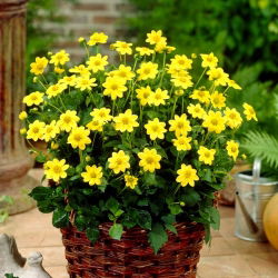 Dahlia - Topmix Yellow