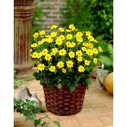 Dahlia - Topmix Yellow