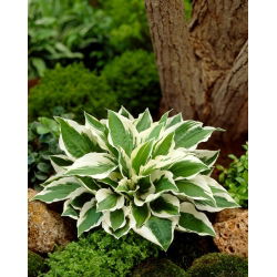 Hosta&#39;Patriot &#39;; weegbree lelie, giboshi - 