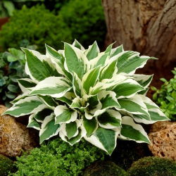 Hosta&#39;Patriot &#39;; weegbree lelie, giboshi - 