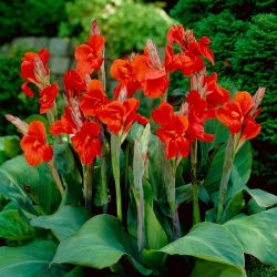 Canna lily - Voorzitter - 