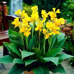 Canna Lilie - Yara