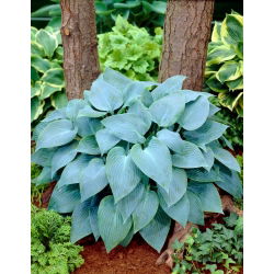 Hosta &#39;Kanadan sininen&#39;; plantain lilja, giboshi - 