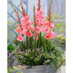 Gladiolus &#39;Whitney&#39; - 5 lökar