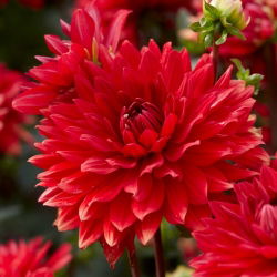 Dahlia - sodo stebuklas