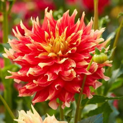 Dahlia - Bodacious