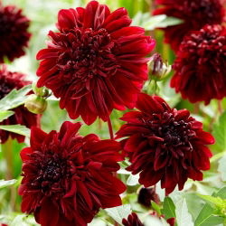Dahlia - Soulman - anemone-flowered