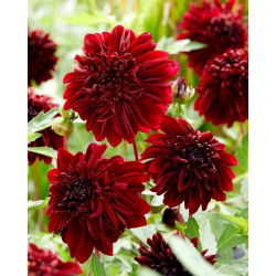 Dahlia - Soulman - anemone-flowered