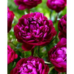 Peony 'Peter Brand' - root set