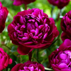 Peony 'Peter Brand' - root set