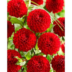 Dahlia - Viking - pom-pom blomstret