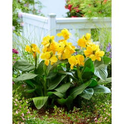 Canna Lily - Heureuse Emily