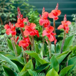 Canna Lilie - Frau Oklahoma
