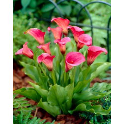 Arum lily 'Rose Queen'; cala, lirio de cala