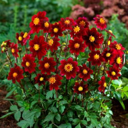 Dahlia - Topmix ljubičasta