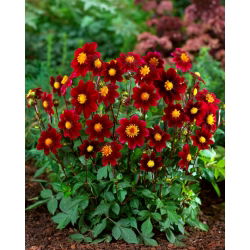 Dahlia - Topmix ljubičasta
