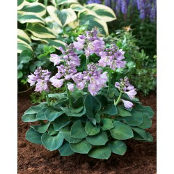 Hosta 'siniset hiiren korvat'; plantain lilja - 