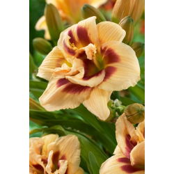 Daylily 'Roswitha'