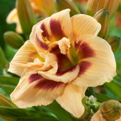 Daylily 'Roswitha'