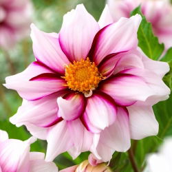 Dahlia - Edge of Joy
