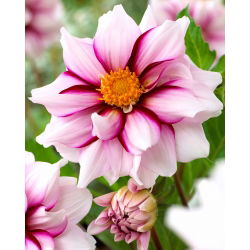 Dahlia - Edge of Joy