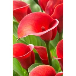 Arum lily 'Alerta Roja'; cala, lirio de cala