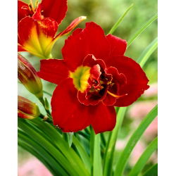 Daylily 'Highland Lord'