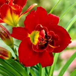 Daylily 'Highland Lord'
