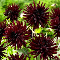 Cactus dahlia - Tamburo