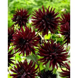 Cactus dahlia - Tamburo